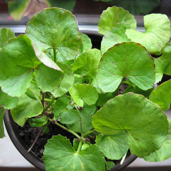 Anti-Stress-Tee, Gotu Kola