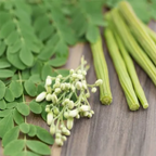 Marunga-Tee – Moringa – Wunder Tee