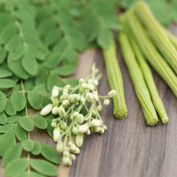 Marunga-Tee – Moringa – Wunder Tee