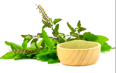 Tulsi-Tee - Indisches Basilikum